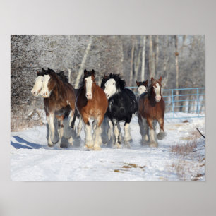 Affiche Bob Langrish   Troupeau De Clydesdales En Neige