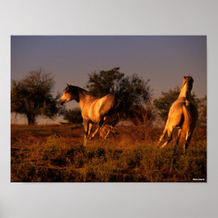 Affiche Bob Langrish   Two Horses Running In Sunset