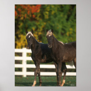 Affiche Bob Langrish   Two Rocky Mountain Foals Standing