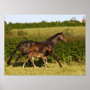 Affiche Bob Langrish   Warmblood mare and Foal Walking
