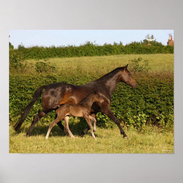 Affiche Bob Langrish | Warmblood mare and Foal Walking (Devant)