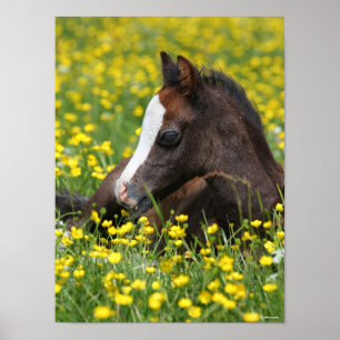 Affiche Bob Langrish   Welsh Pony Foal Resting In Flowers