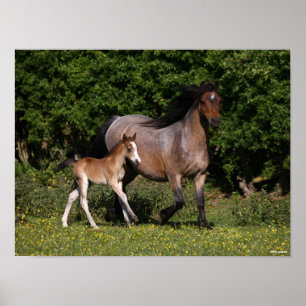 Affiche Bob Langrish   Welsh Pony Mare and Foal Running