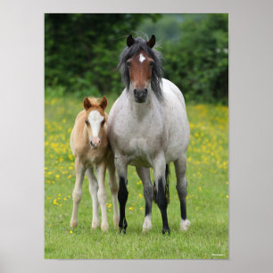 Affiche Bob Langrish   Welsh Pony Mare and Foie Standing
