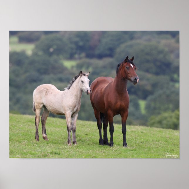 Affiche Bob Langrish | Welsh Pony Mare and Foie Standing (Devant)