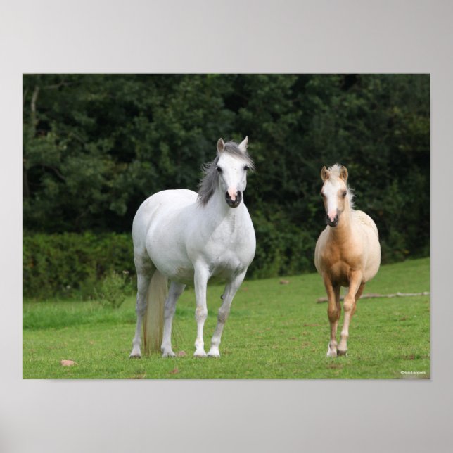 Affiche Bob Langrish | Welsh Pony Mare et Foie (Devant)