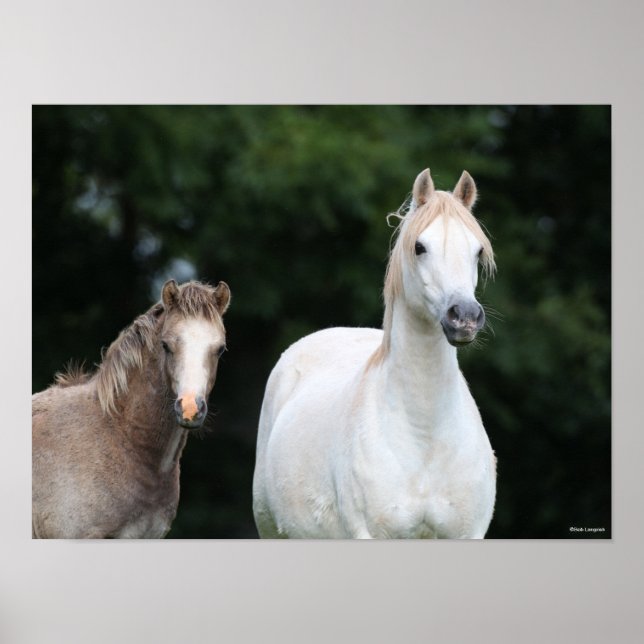Affiche Bob Langrish | Welsh Pony Mare et Foie (Devant)