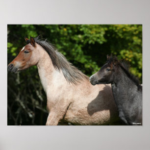 Affiche Bob Langrish   Welsh Pony Mare et Foie Headshot