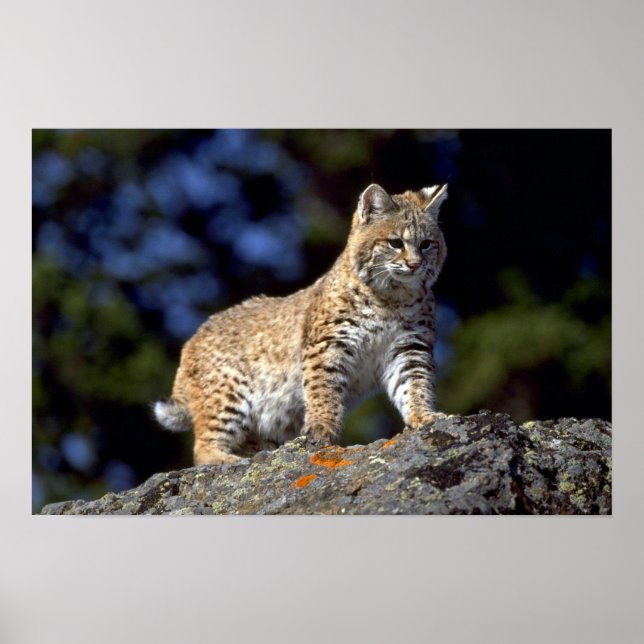 Affiche Bobcat (Devant)