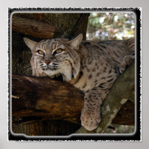 Affiche Bobcat_11x11
