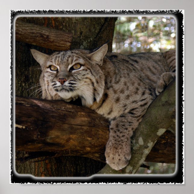 Affiche Bobcat_11x11 (Devant)