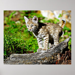 Affiche Bobcat Kitten
