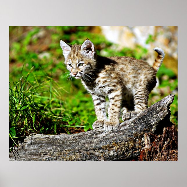 Affiche Bobcat Kitten (Devant)
