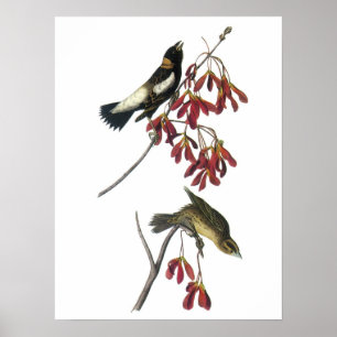 Affiche Bobolink par Audubon
