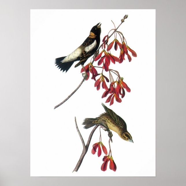 Affiche Bobolink par Audubon (Devant)