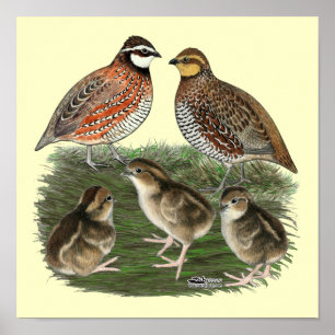 Affiche Bobwhite Quail Family