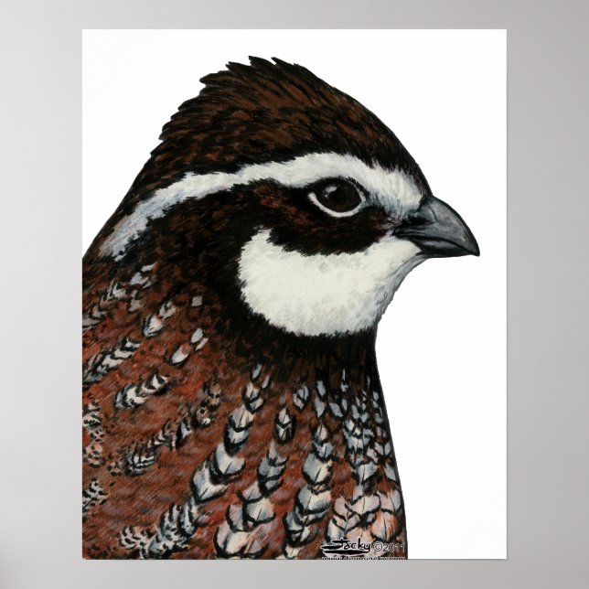 Affiche Bobwhite Quail Head (Devant)