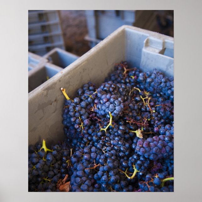 Affiche Bodega Marques de Riscal vignoble, raisins (Devant)