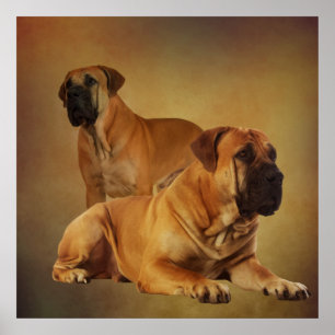 Affiche Boerboel - Mastiff sud-africain