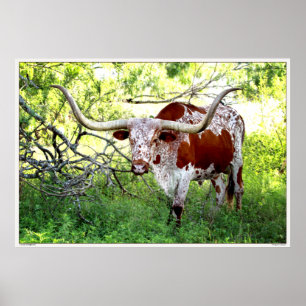 Affiche Boeuf du Texas Longhorn
