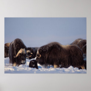 Affiche bœuf musqué, Ovibos moschatus, taureau et vache