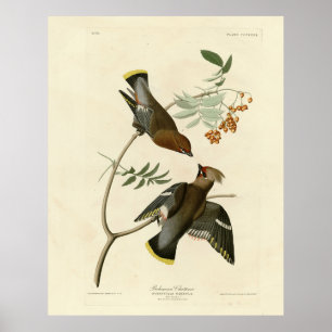 Affiche Bohème Chatterer (cire) Audubon Birds Amérique