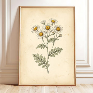 Affiche Boho Botanique Vintage Grande Camomille