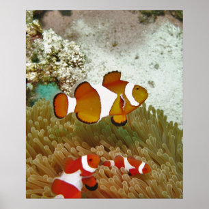 Affiche Bohol Clown Fish Family