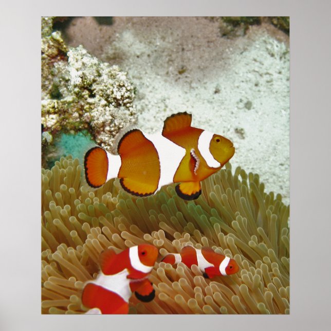 Affiche Bohol Clown Fish Family (Devant)