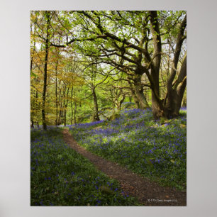 Affiche Bois à bleuets du printemps
