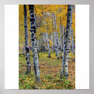 Affiche Bois d'automne