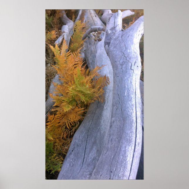 Affiche Bois d'automne (Devant)