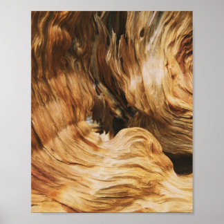 Affiche bois texture motif nature ancienne