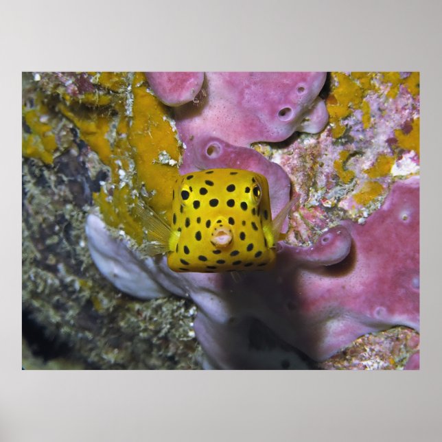 Affiche Boîte Boxfish Portrait (Devant)