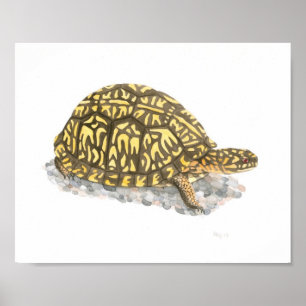 Affiche Boîte Est Turtle Art
