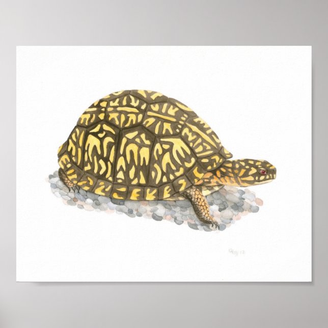 Affiche Boîte Est Turtle Art (Devant)