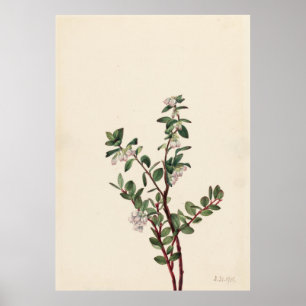 Affiche Boîte Huckleberry (Gaylussacia brachycera)