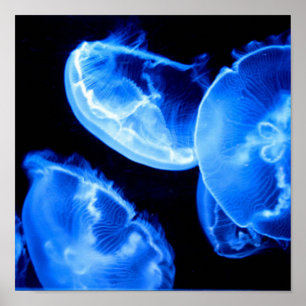 Affiche Boîte Jellyfish