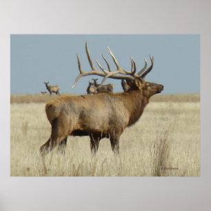 Affiche Boîtier de troupeau E4 Bull Elk