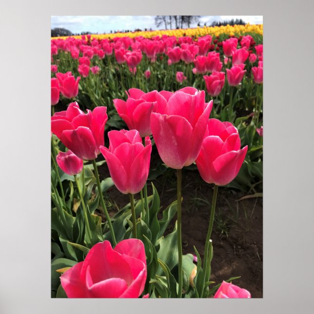 Affiche Bolray Price Tulips, Oregon (Devant)