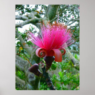 Affiche Bombax tree blossom