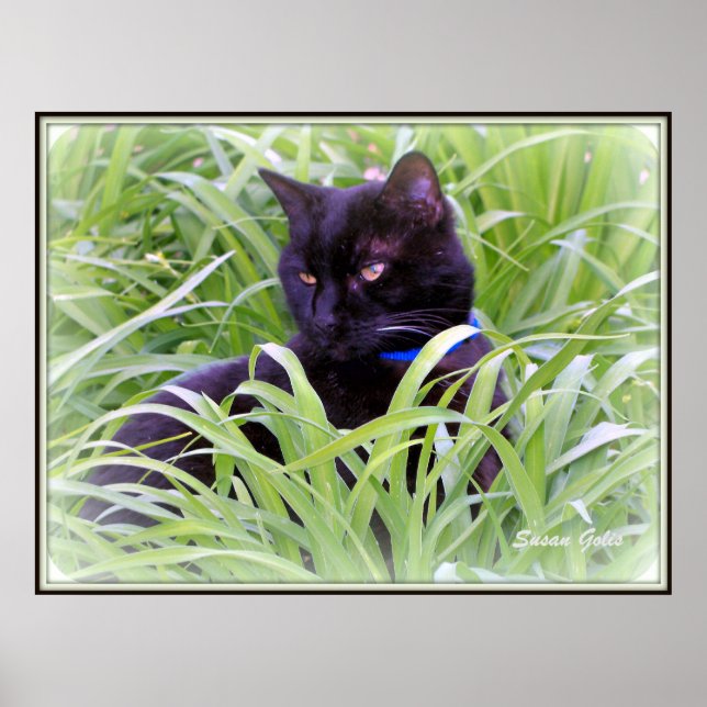 Affiche Bombay Black Cat Print (Devant)