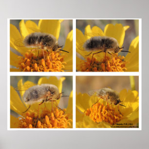 Affiche Bombyliidae de famille