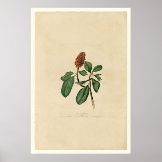 Affiche Bonaparte Flycatcher