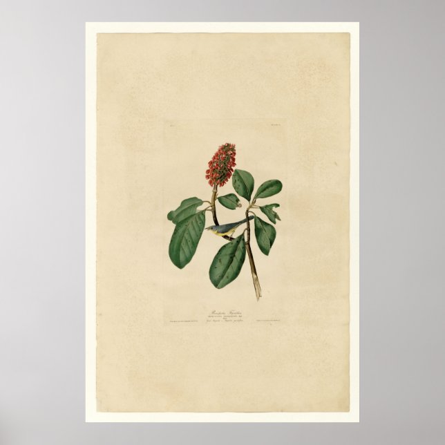 Affiche Bonaparte Flycatcher (Devant)