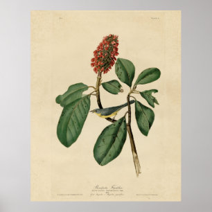 Affiche Bonaparte's Flycatcher, Audubon's Birds of America