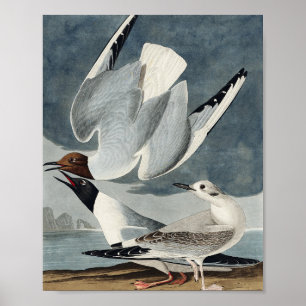 Affiche Bonapartian Gull from Birds of America