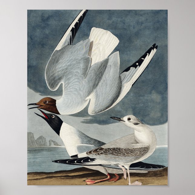 Affiche Bonapartian Gull from Birds of America (Devant)