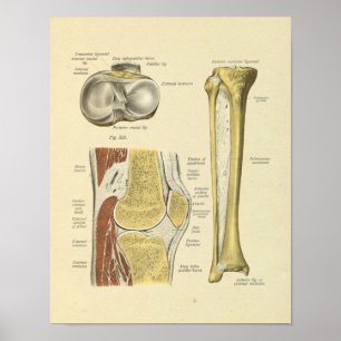 Affiche Bones d'anatomie articulée de la jambe du genou Im