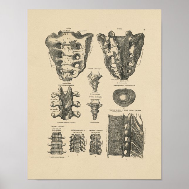 Affiche Bones de colonne vertébrale vintage 1880 Imprimer (Devant)